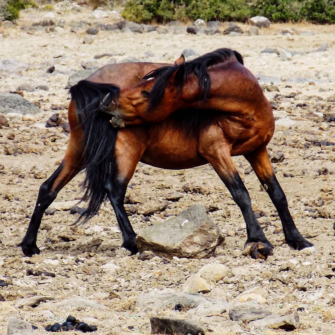 Giara Horse